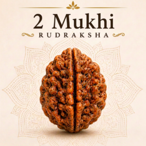 2 Mukhi Rudraksha