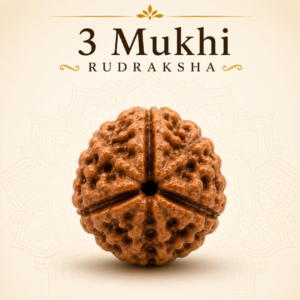 3 Mukhi Rudraksha