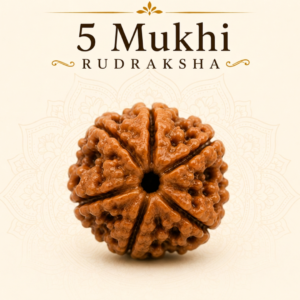 5 Mukhi Rudraksha