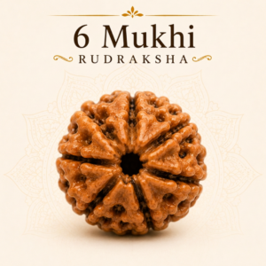 6 Mukhi Rudraksha