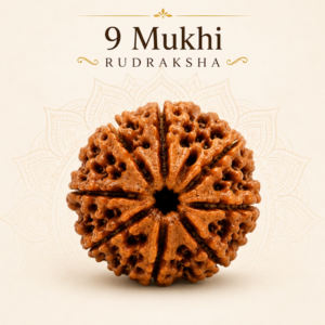 9 Mukhi Rudraksha